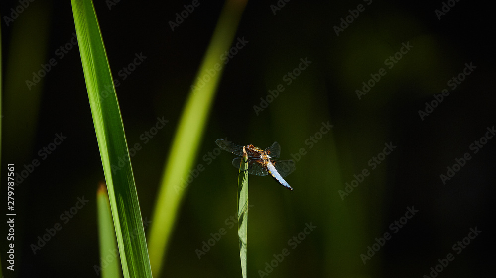 insect on the reeds near the water, beautiful background and greens insect on the reeds near the water, beautiful background and greens