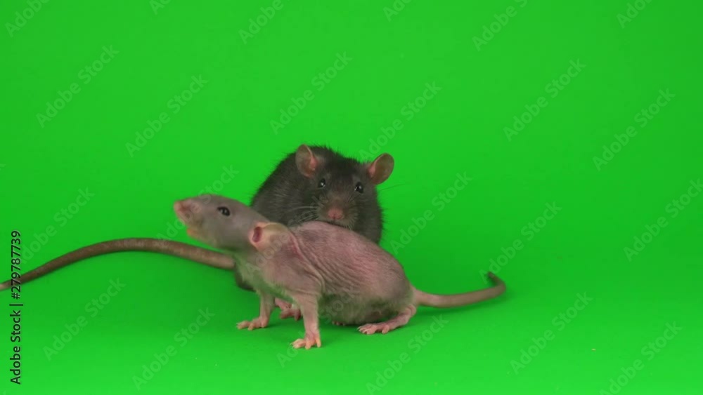 Two rat Dumbo Sphinx on green screen background Two rat Dumbo Sphinx on green screen background