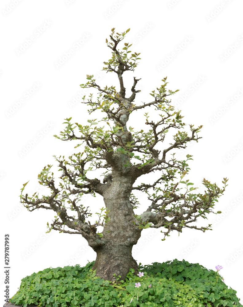 Obraz premium Bonsai pine tree. Isolated on white background