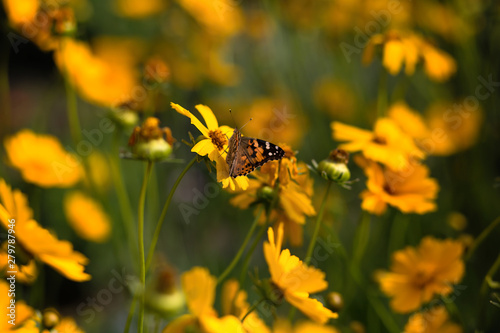 bee on yellow flower © Екатерина Савёлова