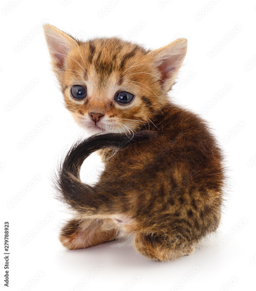 Obraz premium Kitten on white background.