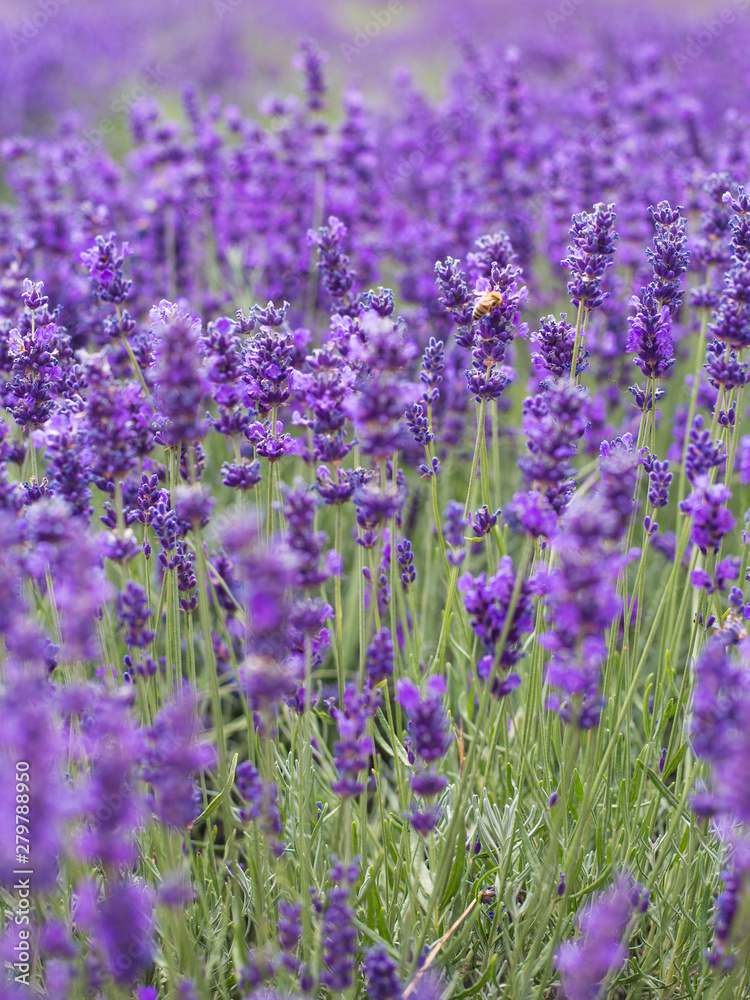 Obraz premium Lavender bushes closeup, French lavender in the garden, soft light effect. Field flowers background.