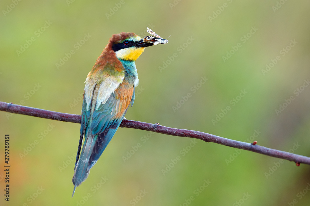 European bee eater (Merops apiaster)