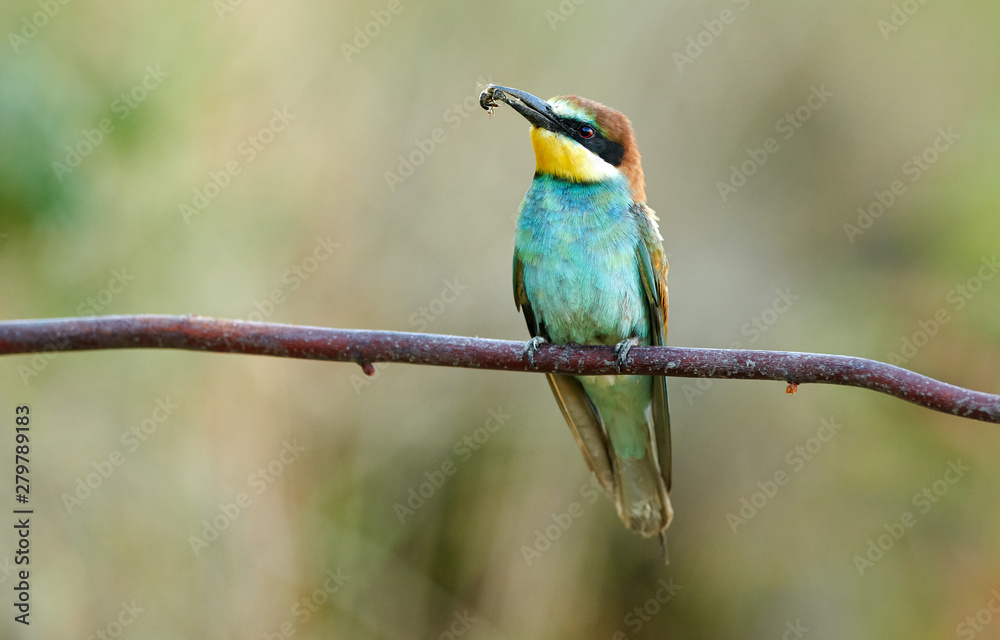 Fototapeta premium European bee eater (Merops apiaster)