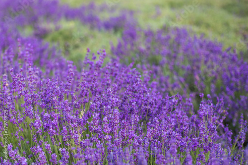 Lavender bushes closeup  French lavender in the garden  soft light effect. Field flowers background.