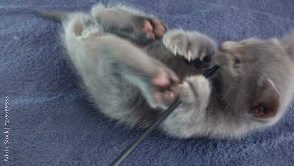 Close-up of a thoroughbred russian blue kittens on a blue background. Recorded on Blackmagic camera in Raw format.