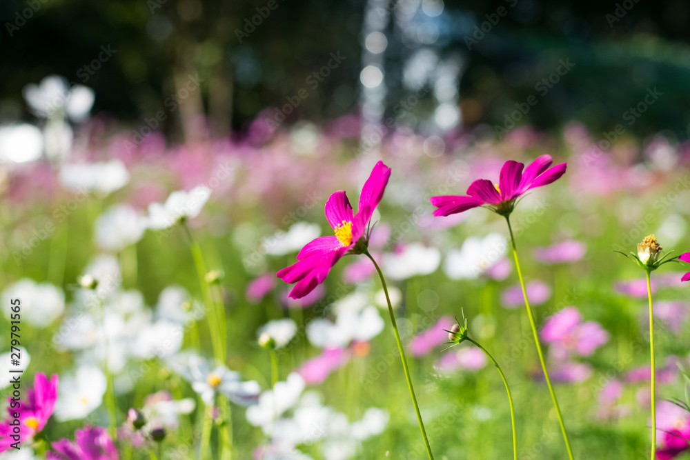 Fototapeta premium cosmos flowers field