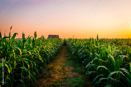 Sunset on the corn fields photo