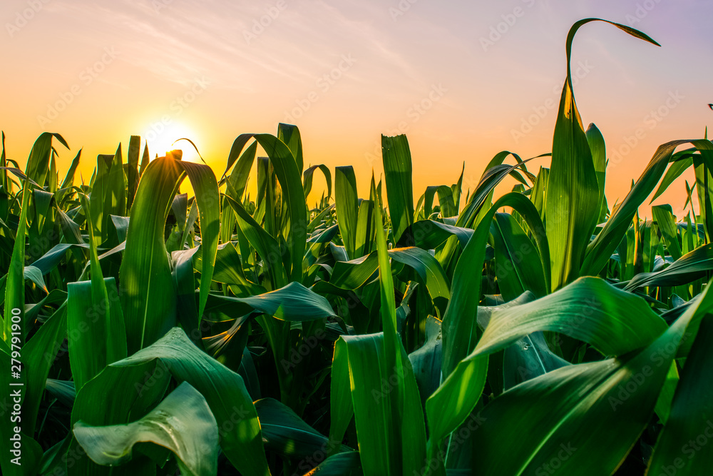 sunrise over the corn field - obrazy, fototapety, plakaty 
