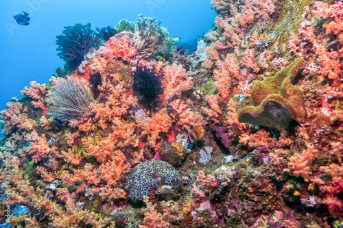 North Sulawesi,Indonesia, underwater