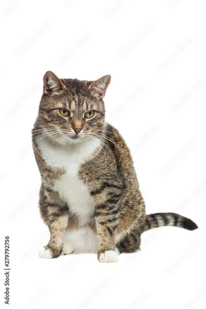 Pet Tabby Cat On White background