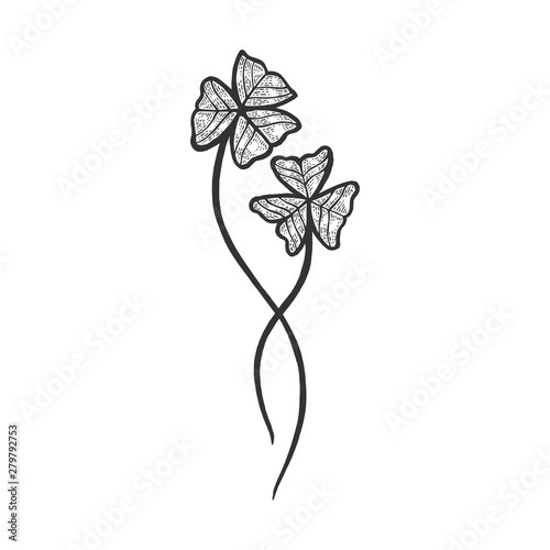 Oxalis green plant sketch engraving vector illustration. Scratch board style imitation. Hand drawn image.