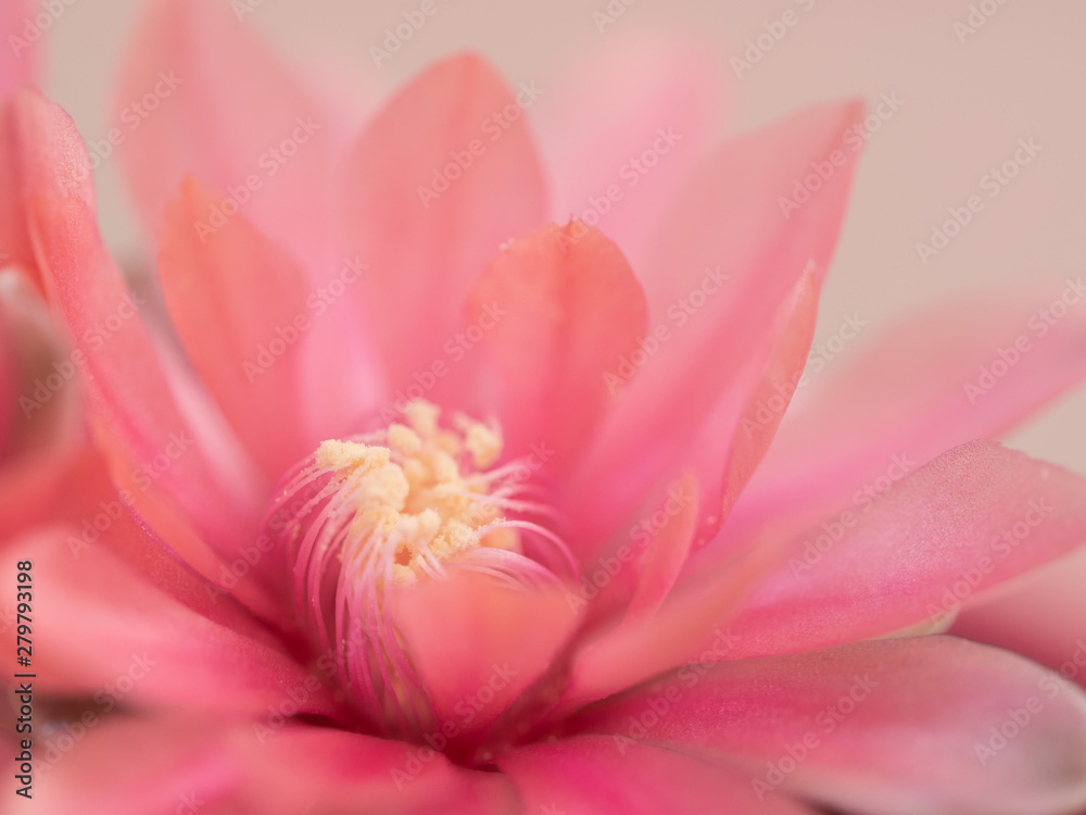 Close up of pink flower, background