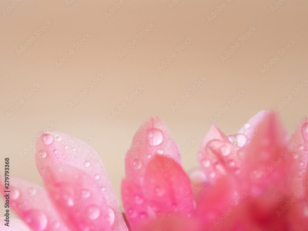 Pink blossom with water drops background