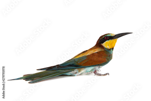 European bee eater, Merops apiaster, isolated on white background