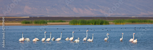 Flamenco rosado o común- Flamingo (Phoenicopterus ruber) Lago Dayet Srji, Desierto del Sahara, Merzouga, Marruecos, Africa. Sahara desert, Marocco photo