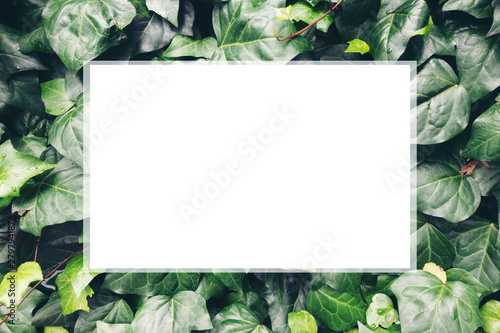 framework for photo or congratulation with bunch of leaf