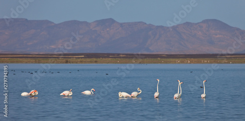 Flamenco rosado o común- Flamingo (Phoenicopterus ruber) Lago Dayet Srji, Desierto del Sahara, Merzouga, Marruecos, Africa. Sahara desert, Marocco photo