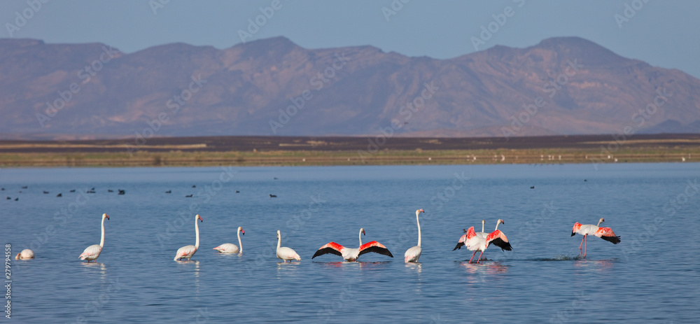 Flamenco rosado o común- Flamingo (Phoenicopterus ruber) Lago Dayet Srji, Desierto del Sahara, Merzouga, Marruecos, Africa. Sahara desert, Marocco