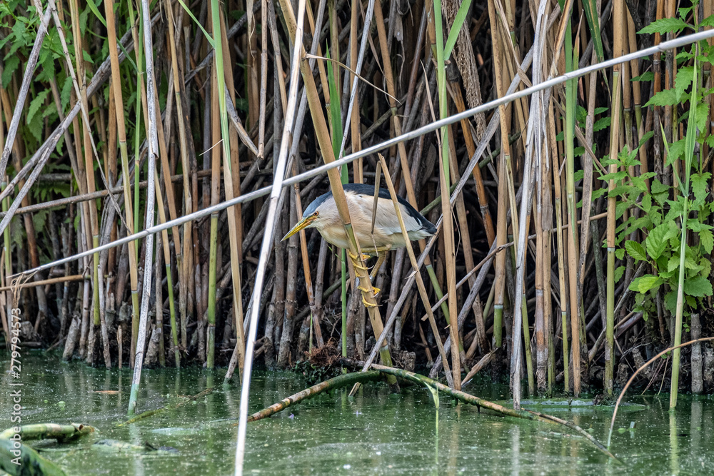 Fototapeta premium Tarabusino
