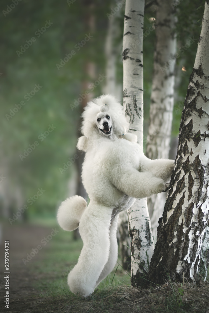 Portrait of White Big Royal Poodle Dog Portrait of White Big Royal Poodle Dog