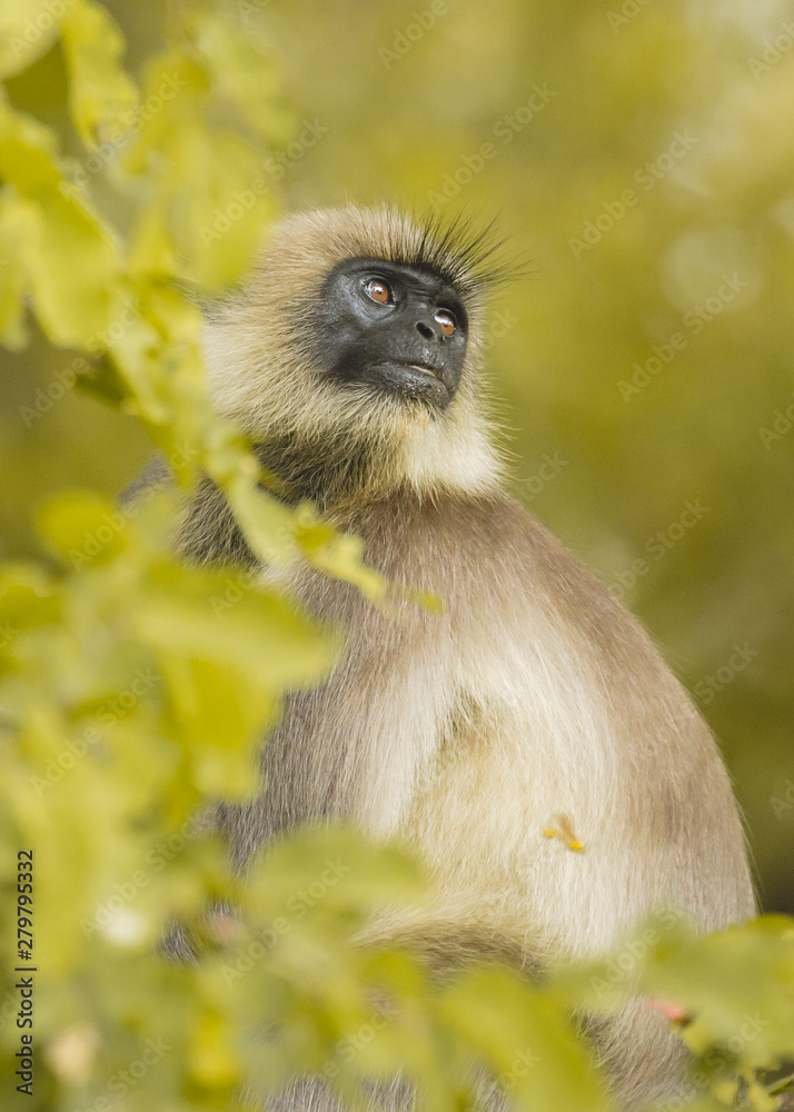Indian Langur monkey in all its intrigue at Nagarahole national park/forest. Wildlife photography. Monsoon greens. Amazing mammal. Colorful. Wilderness of Karnataka, India. Coorg/Madikeri