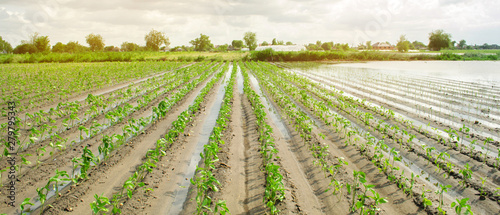 Fotografia, Obraz Agricultural land affected by flooding
