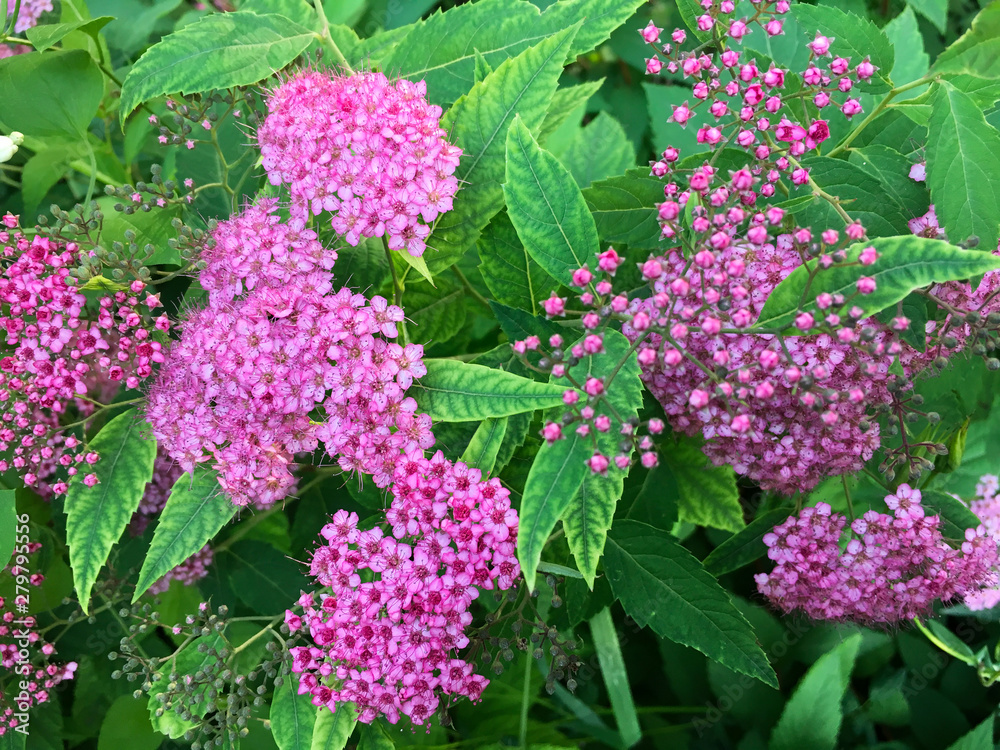 Obraz premium Floral background of bush with bright pink blooming flowers of Spiraea japonica in summer sunny day. Close-up, top view