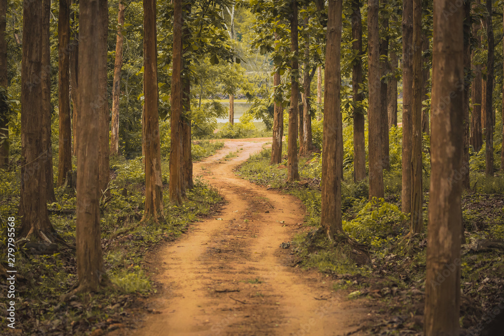 Unexplored path / Road less taken at Nagarhole national park, Karnataka, India. Bandipur forest. Curvy road ahead. Jungle safari searing wild animals. Tall trees, glomy weather, mysterious nature Unexplored path / Road less taken at Nagarhole national park, Karnataka, India. Bandipur forest. Curvy road ahead. Jungle safari searing wild animals. Tall trees, glomy weather, mysterious nature