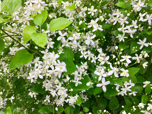 Beautiful richly blooming Clematis terniflora in the garden after the rain. photo