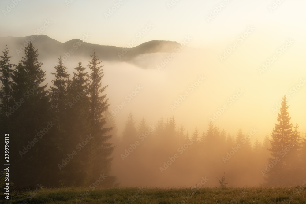 Fir forest on mountain hills at misty foggy weather. Green summer woodland in the fog Fir forest on mountain hills at misty foggy weather. Green summer woodland in the fog