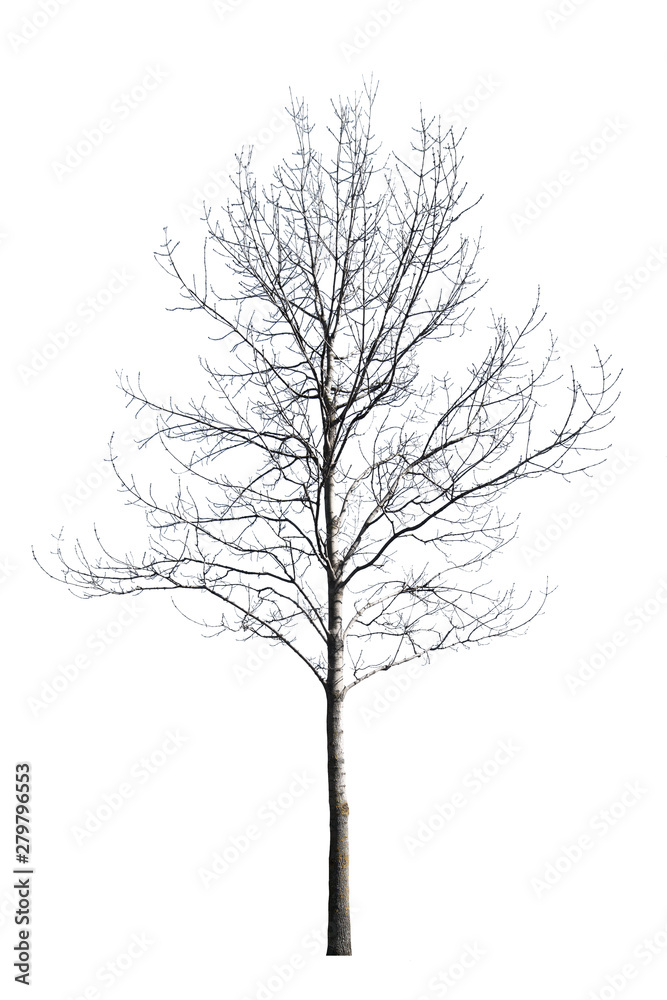 bare small winter isolated maple bare small winter isolated maple