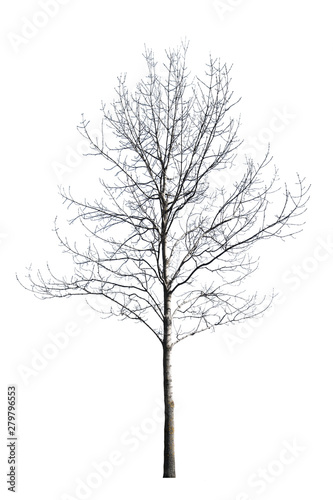 bare small winter isolated maple