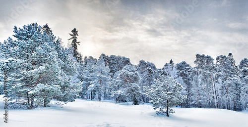 cold winter pine forest in snow