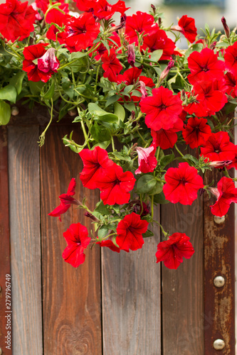 red flowers on hanging branches