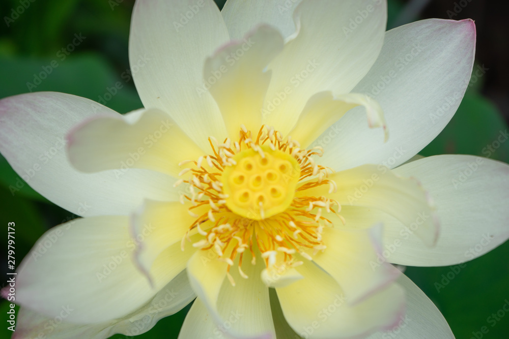 Erblühter Lotos - weißes Blühen