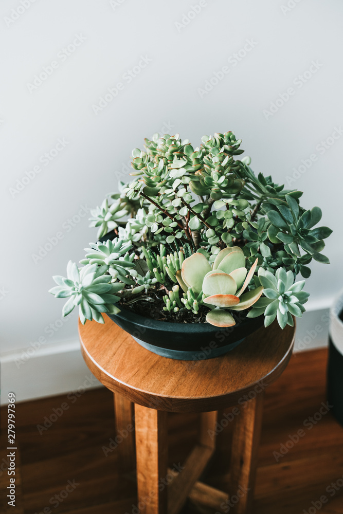 Succulents in black pot on timber stool next to a clean white wall. Succulents in black pot on timber stool next to a clean white wall.