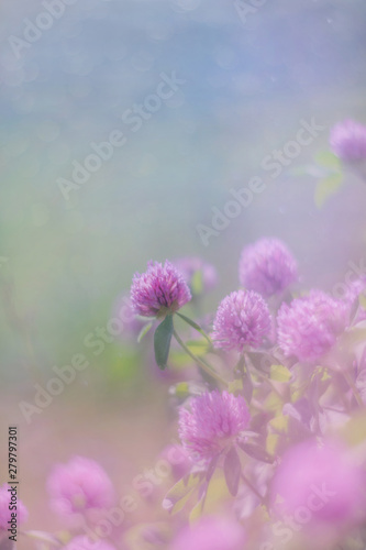 Delicate clover on a blurred background in pastel pink and blue colors with flares of light