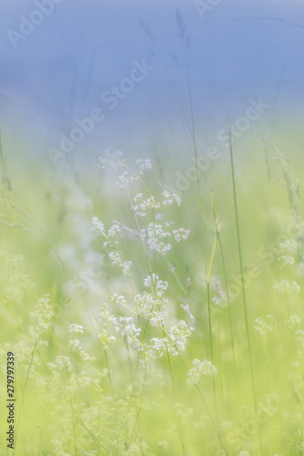 Background of grass motley meadow in yellow and blue pastel colors photo