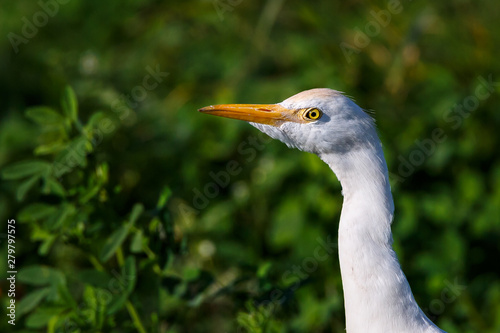Head shot of Cattle egret or Bubulcus ibis.