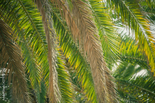 Background of hanging palm pinnate green leaves, summer, beach