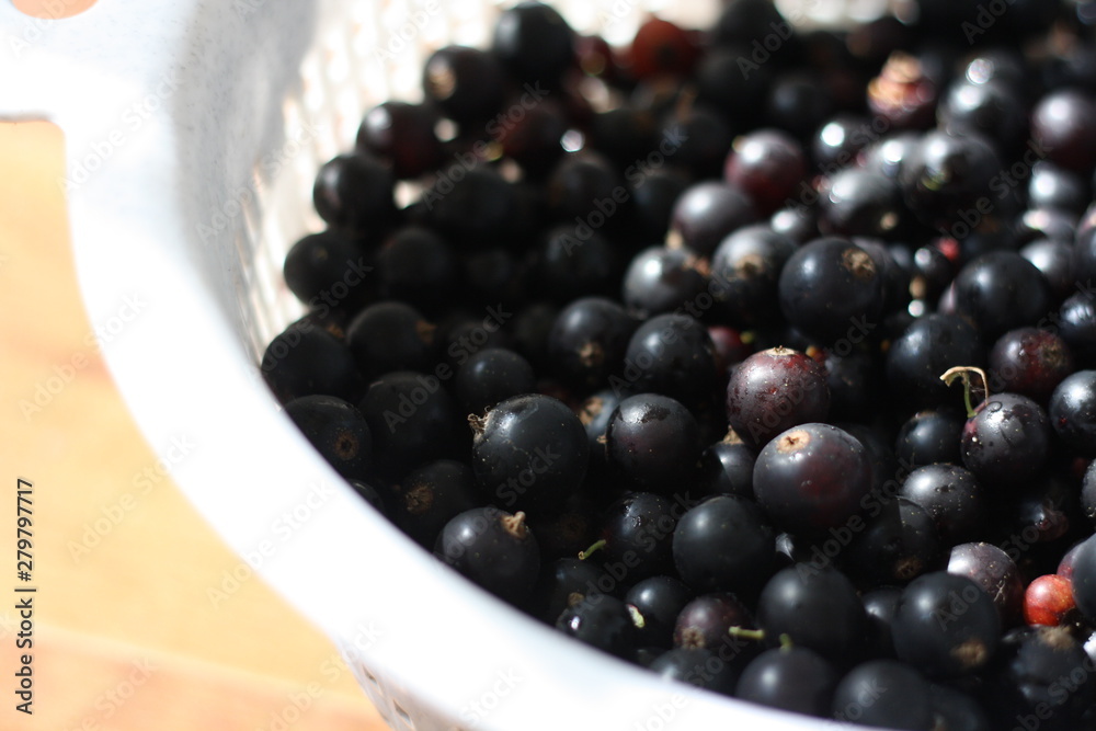 Lots of black currant berries in a white basket Lots of black currant berries in a white basket
