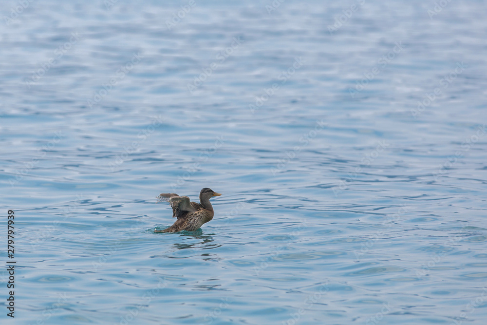 Duck spreads its wings on the clear surface of the blue lake Duck spreads its wings on the clear surface of the blue lake