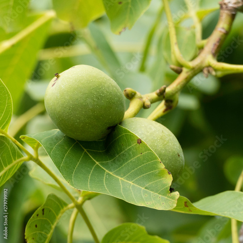 Two growing walnuts on the branch of a walnut tree with one walnut fully being shown and parts of the second walnut under the leaf of the tree. 