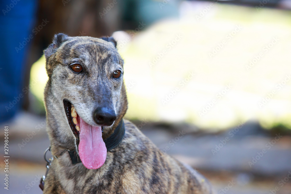 Dog breed Greyhound Dog breed Greyhound