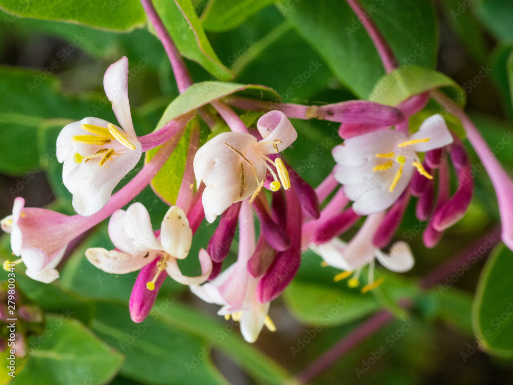 Obraz premium Honeysuckle