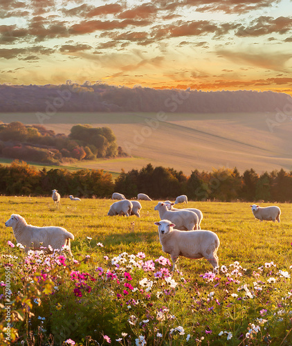 sheep grazing at sunset, beautiful countryside photo