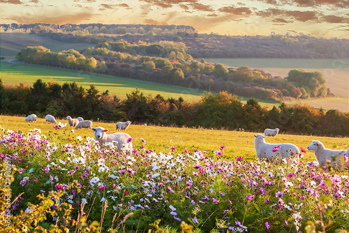 sheep grazing at sunset, beautiful countryside