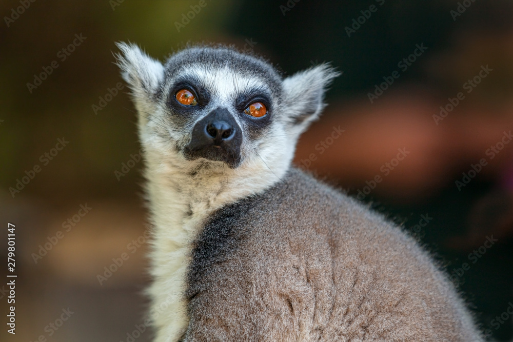 Obraz premium Lemur from the island of Madagascar