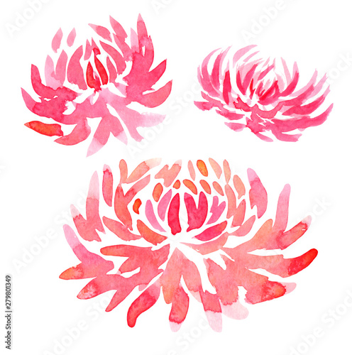 set flower pink chrysanthemum dahlia aster watercolor